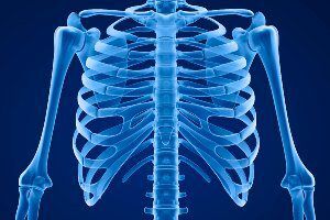 picture of rib bones