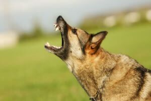 angry dog barking
