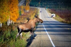 moose crossing the road